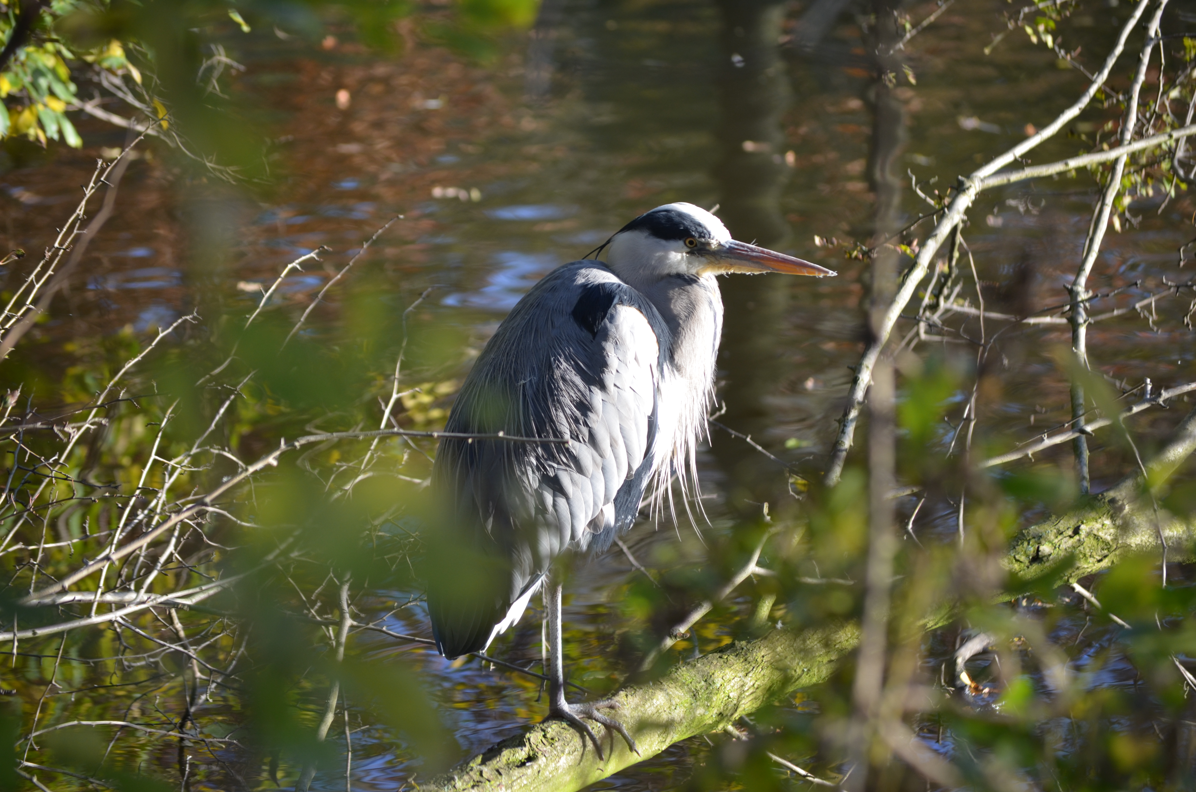 ./2017/19 - Viking Lif/13 - Amsterdam, The Netherlands/DSC_0595.JPG
